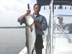 Live lining for Striped Bass - 2003