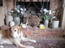 puppy proofing your home: A yellow lab in front of a fire place filled with ornaments