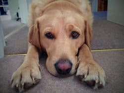 Yellow Labrador laying with front legs out looking into the camera