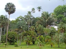 Sri Lanka - kendi - kandy - grad - centar - suma - botanicka basta - ljudi - stanovnistvo - budin zub - hram - palme