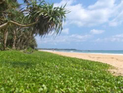 Sri Lanka - okean - more - plaza - dugacka plaza - palme - zut pesak - sitan pesak - tirkizno more - talasi - hrana - barovi
