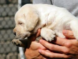 A Yellow Labrador puppy being held in a mans hands