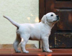 Labrador puppy by door asking to go out to toilet