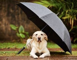 Yellow Labrador under black umbrella in the rain