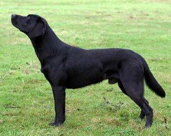 American Labrador Retriever side view