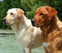 Labrador Retriever Red next to Yellow