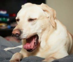 A yellow Labrador yawning on a bed