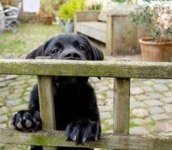 A puppy climbing a fence to illustrate puppy proofing your garden