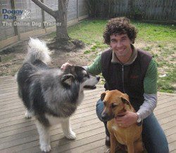 Doggy Dan kneeling on some decking stroking 2 dogs