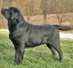 English Labrador side view