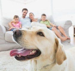 A smiling Labrador in front of the family on a sofa