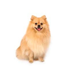 pomerania-veterinarios
