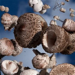 Read more about the article Spring 2020 Letter from the Editors