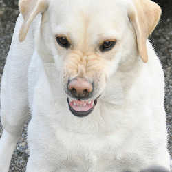 Defense drive: Yellow Labrador showing it's teeth. A clear request to back off!