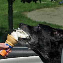 Food drive: A Black Labrador taking a huge mouthful of ice cream!