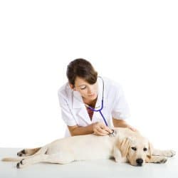 A vet holding a stethoscope listening to a Yellow Labradors heart