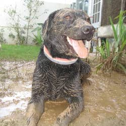 A black Labrador happily idling in a muddy puddle