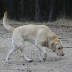 Hunting Drive: A Yellow Labrador following his nose