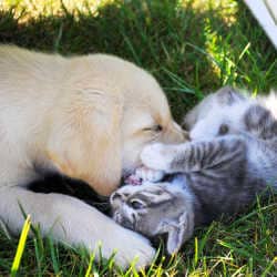 Play drive: A Labrador puppy nuzzles a kitten