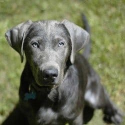 Silver Labrador Retriever: A close up shot, looking into the camera.