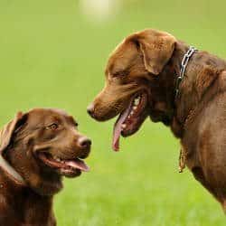 Body language: Two Chocolate Labradors facing one another