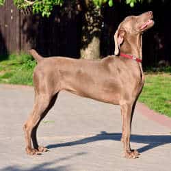 Weimaraner: Perfect side view of a dilute chocolate weimaraner