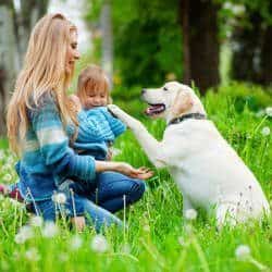 Importance of Labrador training: A well behaved with woman and young girl