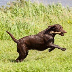 Exercise: Wet choc lab running with stick