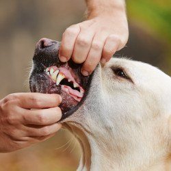 Dental care: A labrador having its teeth inspected