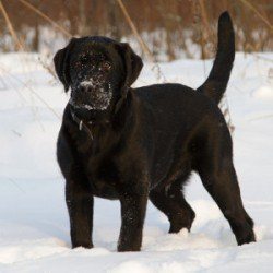 An alert black Labrador standing in the snow