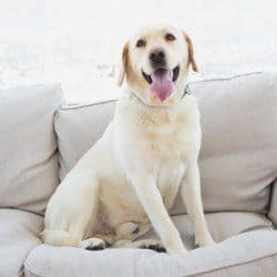 A smiling Labrador on the sofa