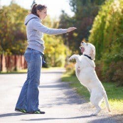 A lady training her labrador who is up on their hind legs