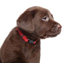 Side view of choc lab puppy in a red collar