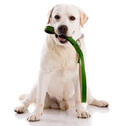 A yellow lab puppy with a green leash in his mouth