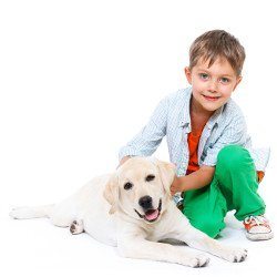 Little boy kneeling with his Labrador puppy on white background