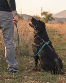 Black labrador sitting after cue from trainer