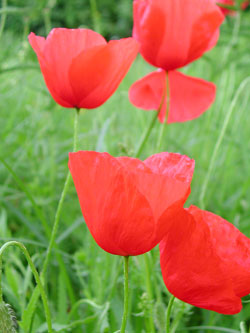 Poppies