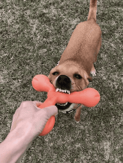 Playing tug with Wally and the Zogoflex Air Skamp