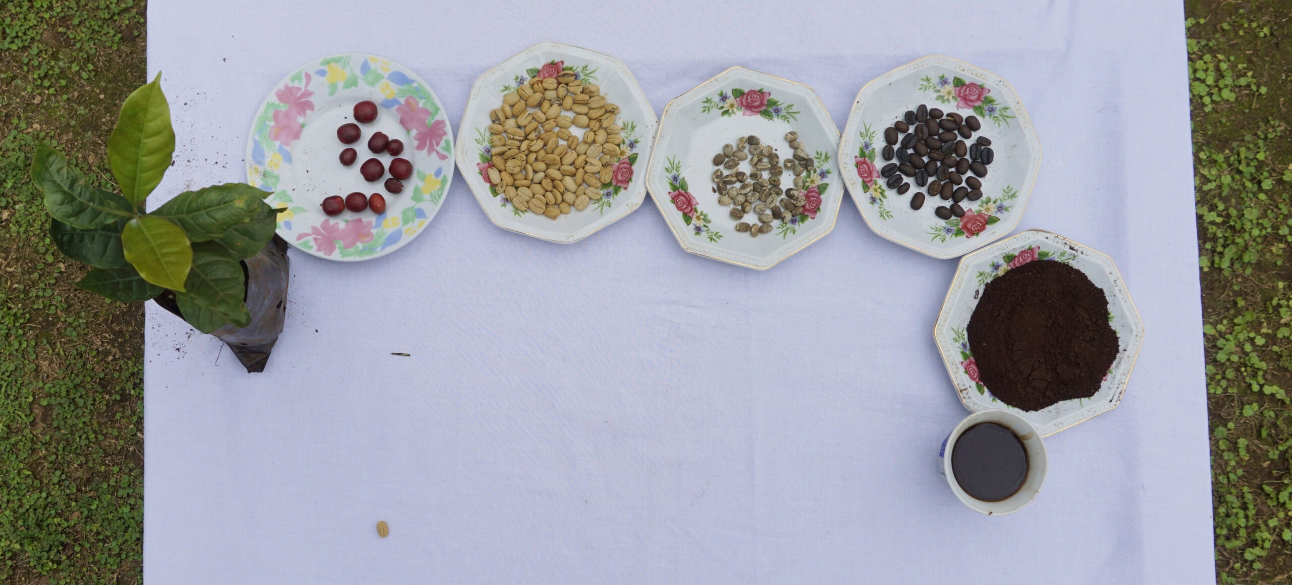 From far to cup, coffee experience in Rural Moshi, Tanzania - Experiencing the Globe