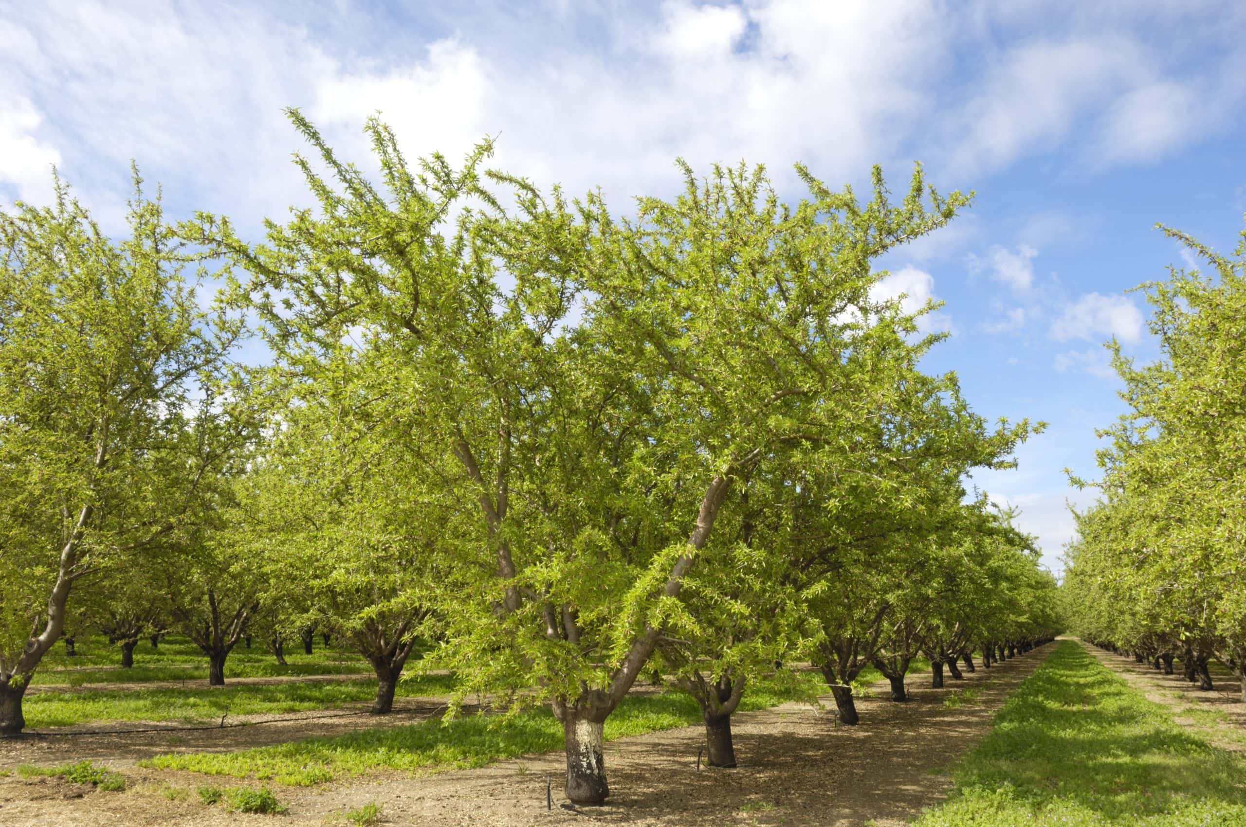 An almond orchard