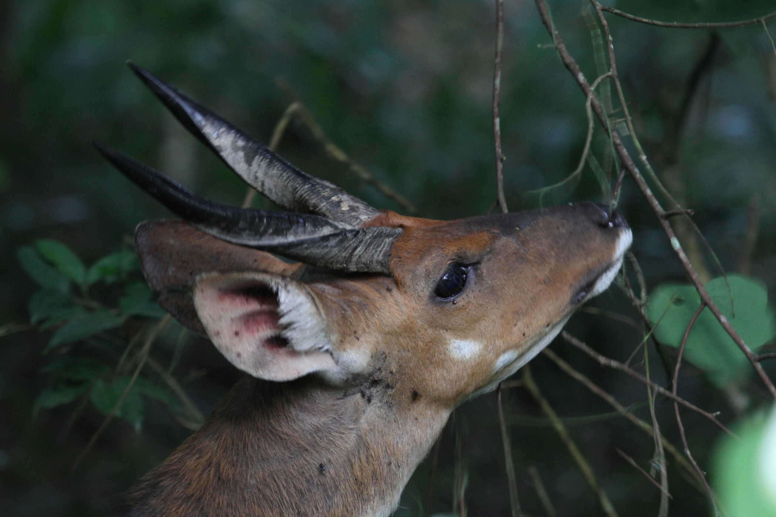 Sitatunga at Rubondo Island, Tanzania
