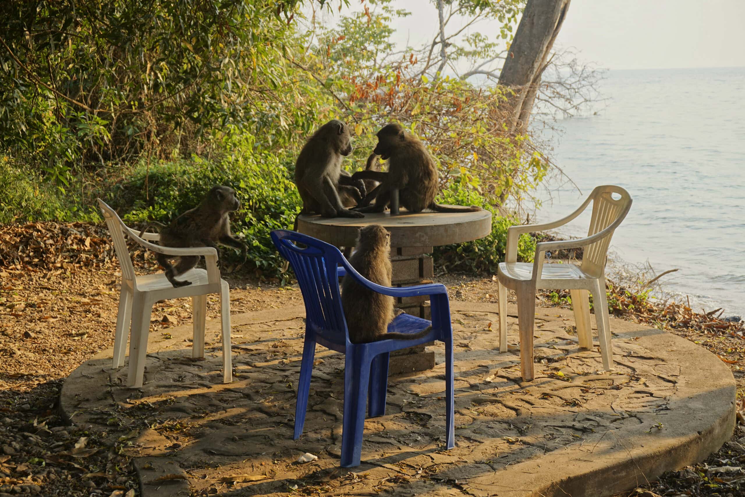 Baboons as a welcoming committee in Gombe National Park, Tanzania - Experiencing the Globe
