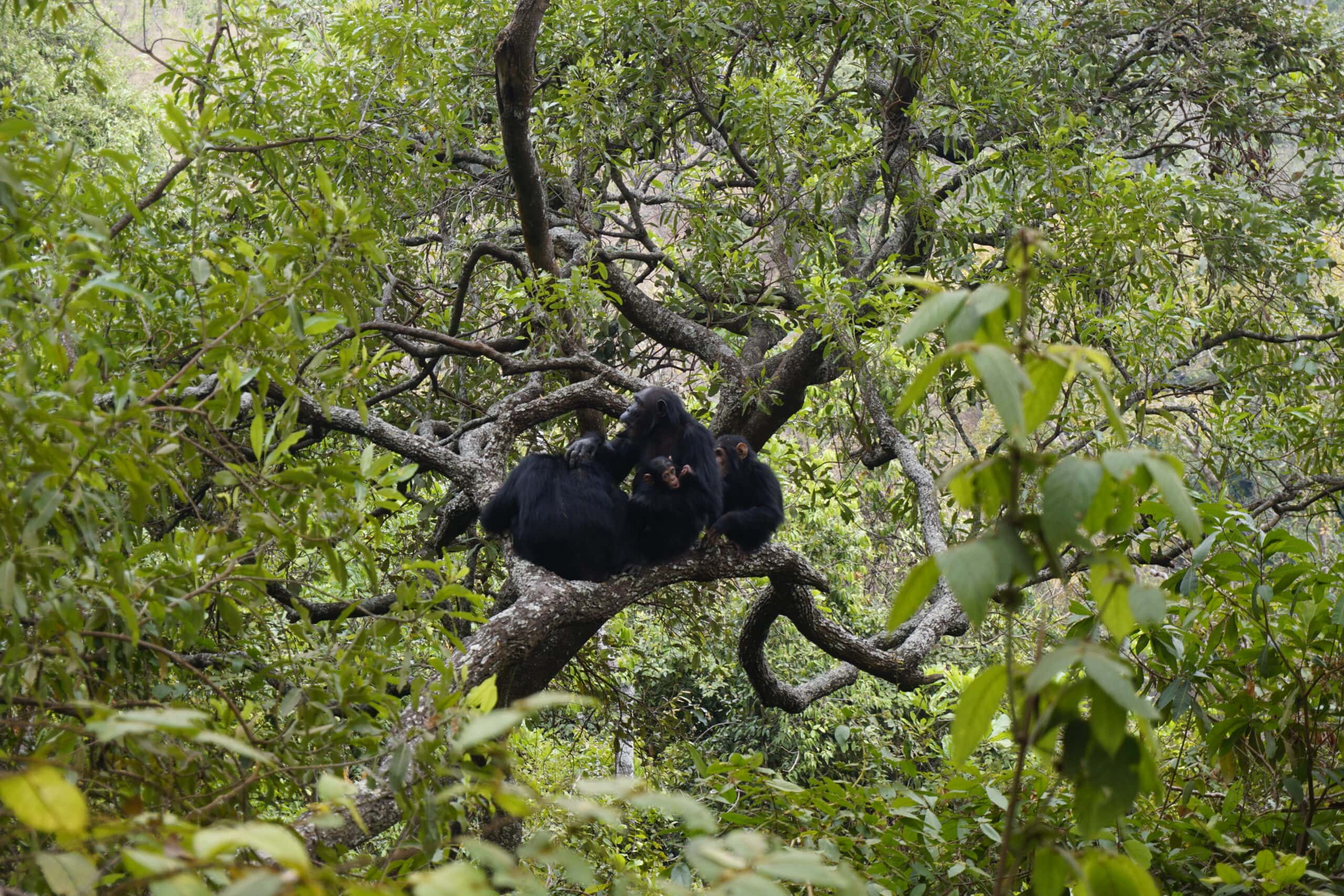 Chimpanzees at Gombe National Park, Tanzania - Experiencing the Globe