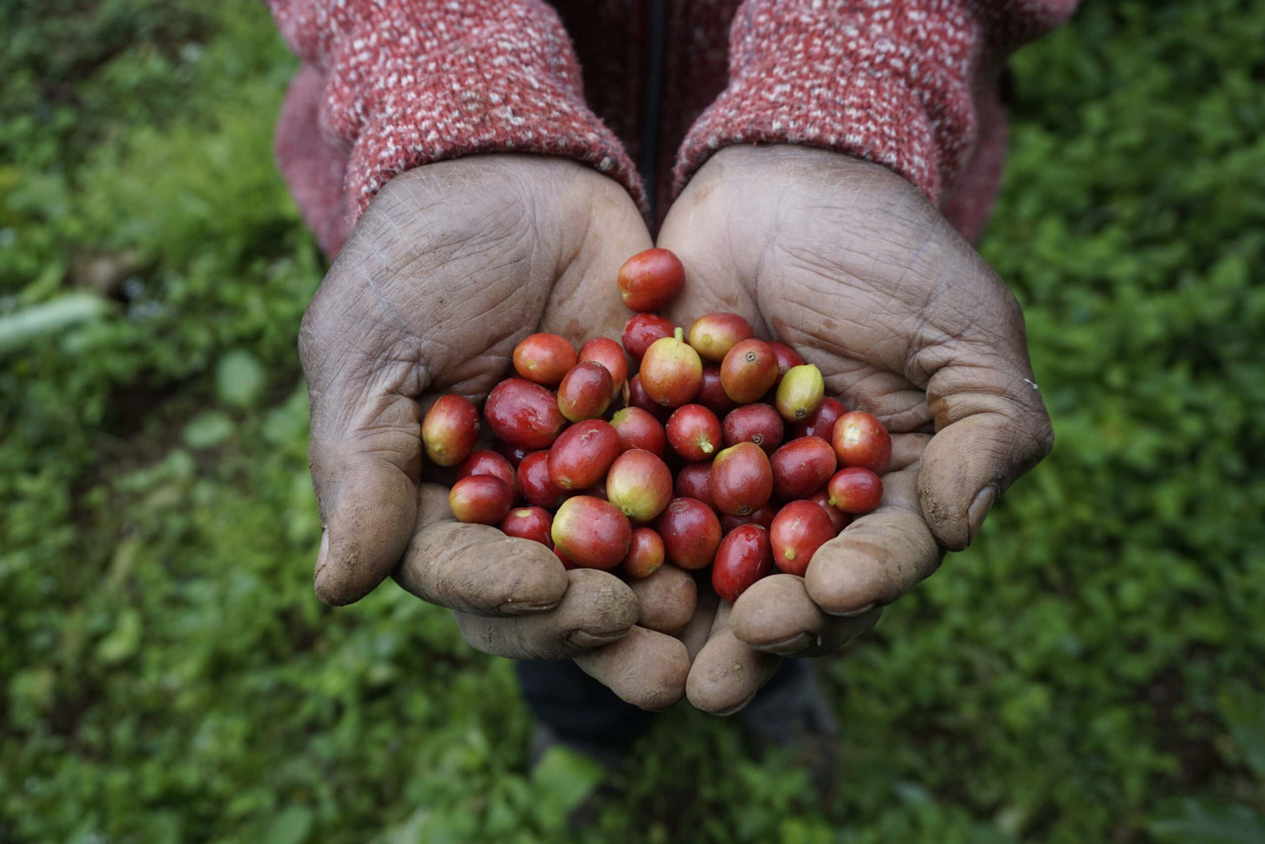 Coffee berries, Rural Moshi, Tanzania - Experiencing the Globe