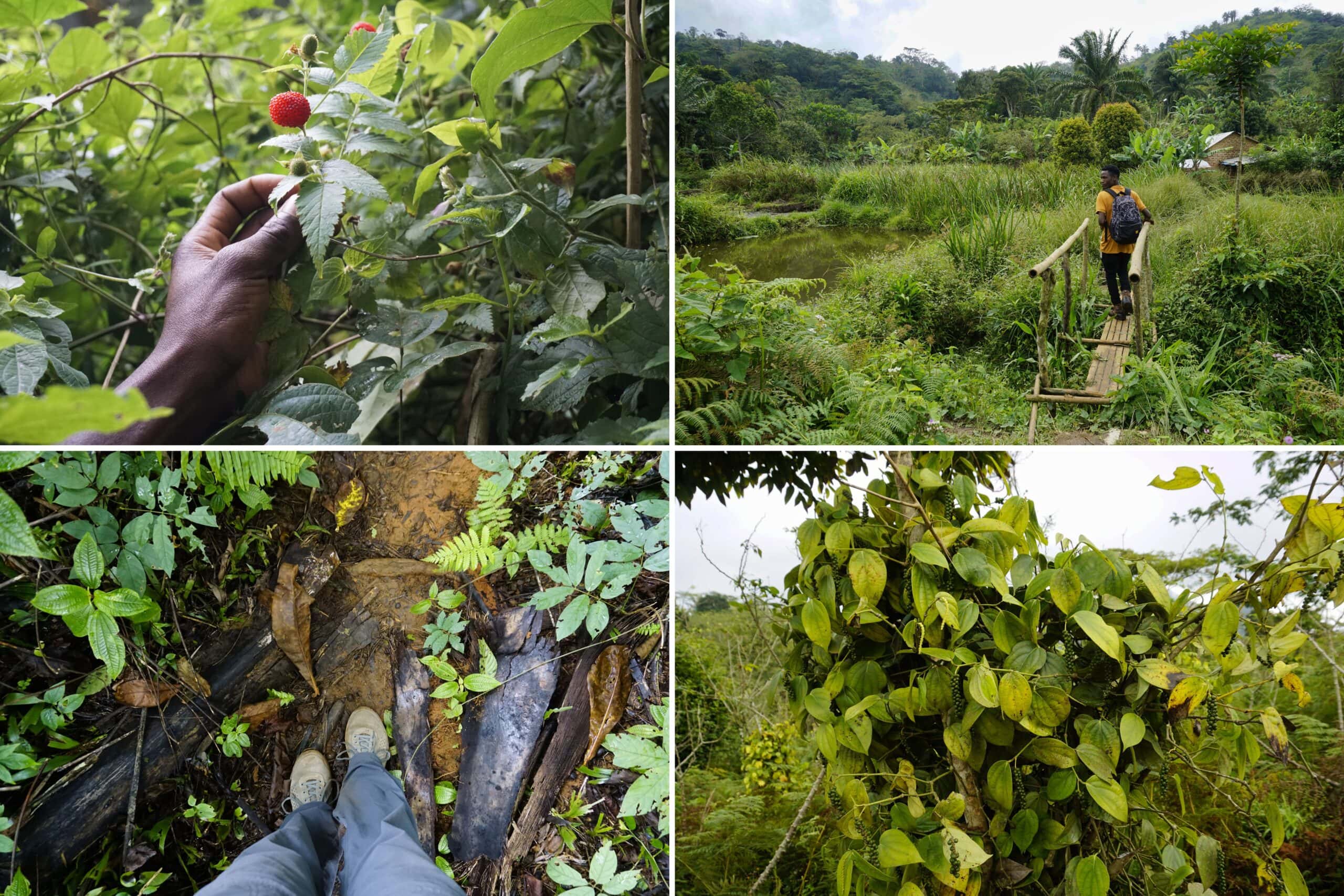 Hiking and wild spices in the Magaroto Forest, East Usambaras, Tanzania - Experiencing the Globe