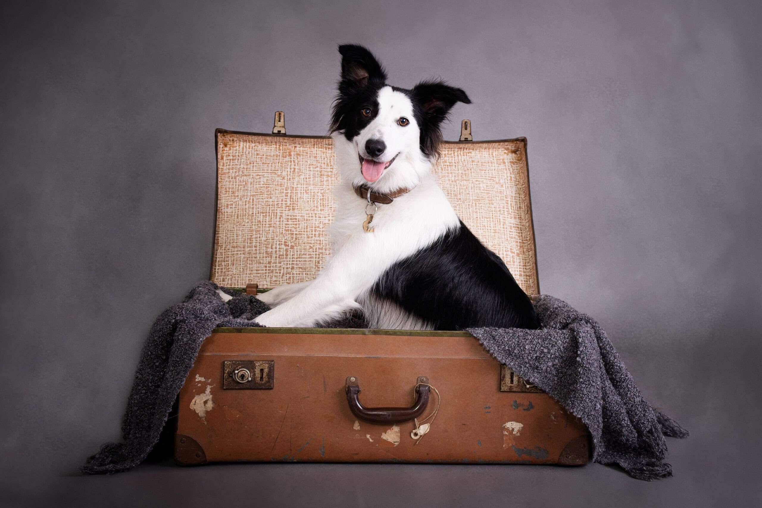 Dog Photoshoot Offley Photography Wirral