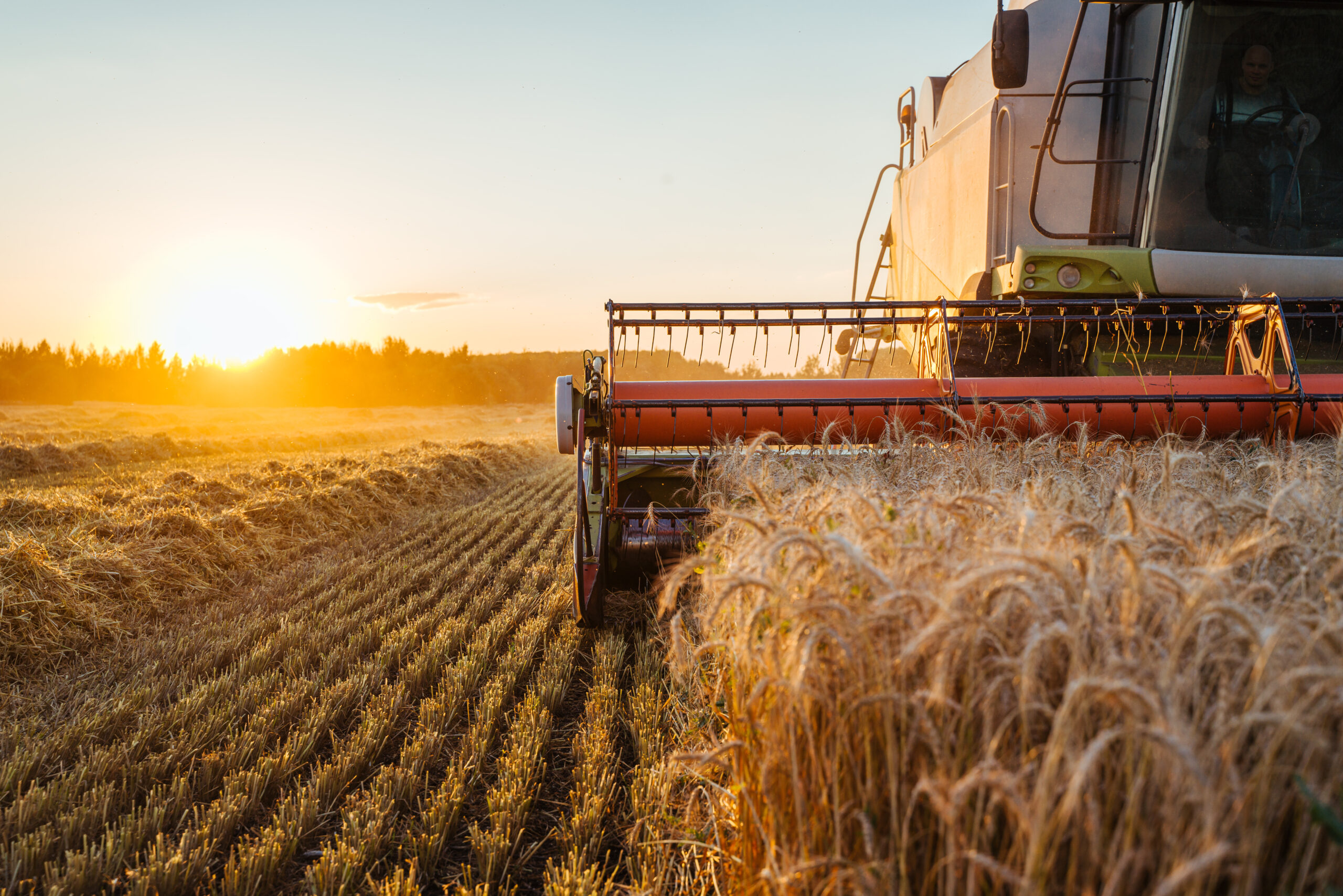 Combine harvester harvests ripe wheat. Concept of a rich harvest. Agriculture image Combine harvester harvests ripe wheat. Ripe ears of gold field on the sunset cloudy orange sky background. . Concept of a rich harvest. Agriculture image