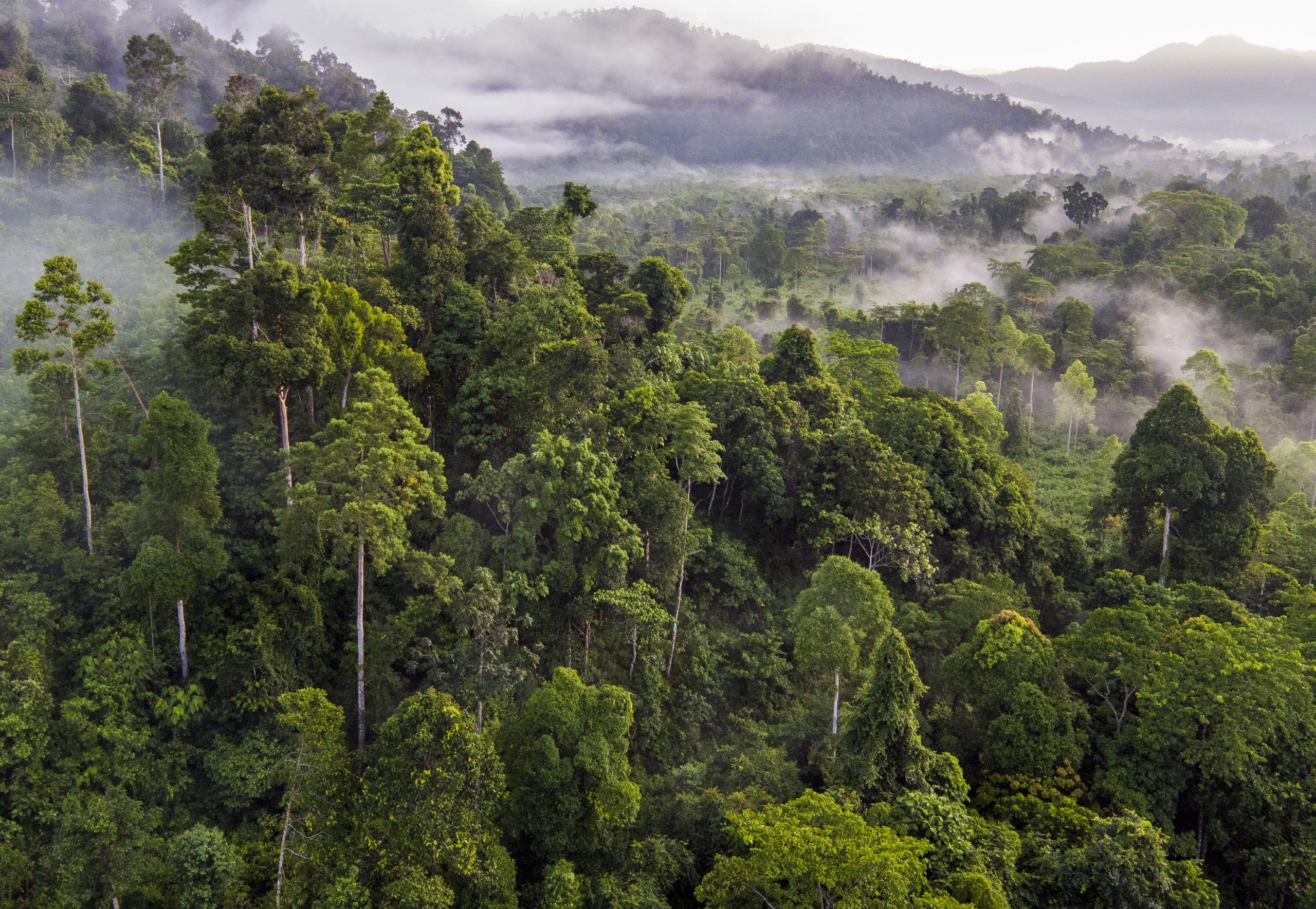 forests, deforestation, fashion