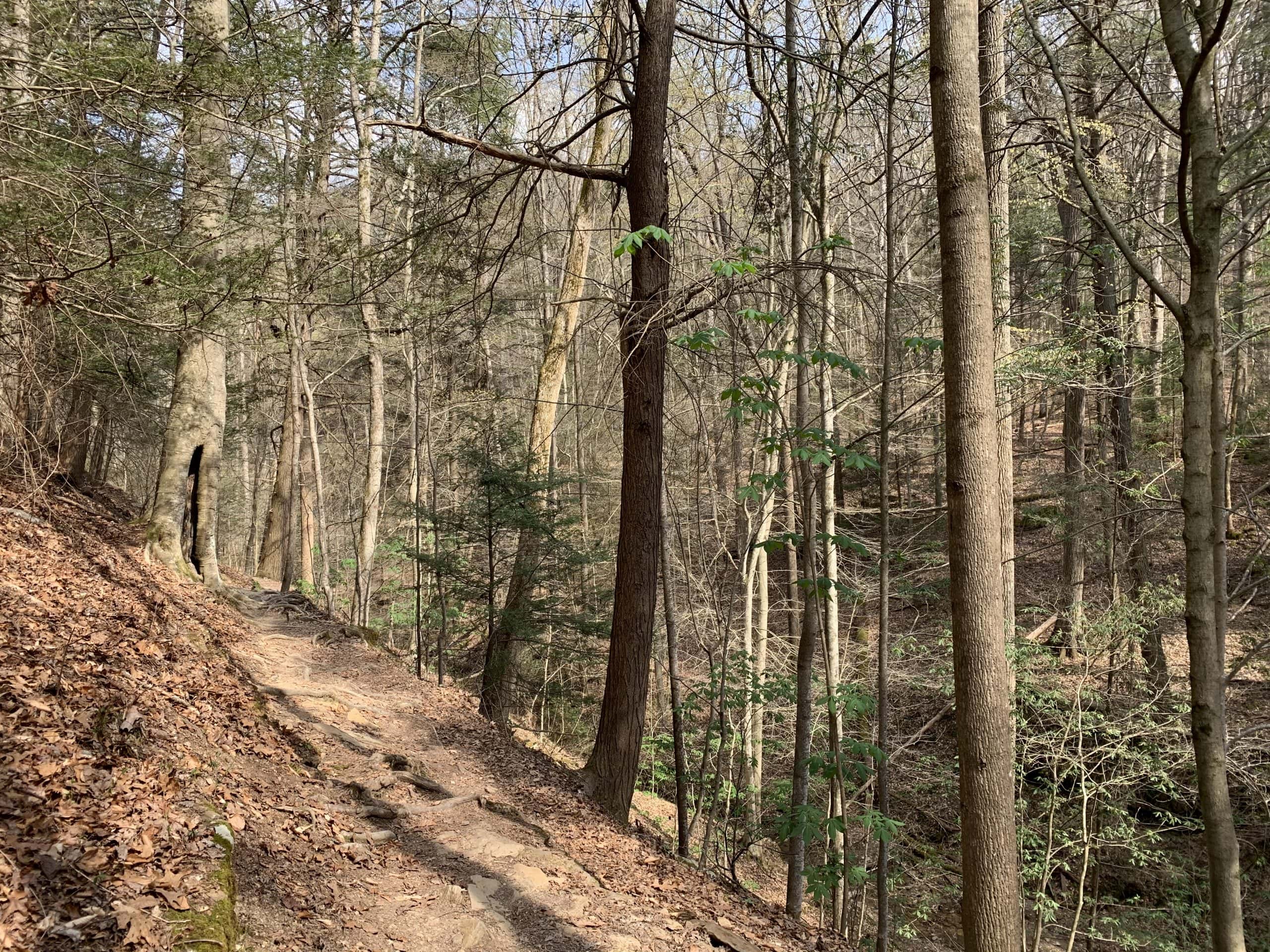 On sunny days, the natural light casts through the tall hickory trees that line the Alice Knight Memorial Trail. ALL PHOTOS BY AMANDA BARBER