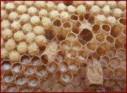 Трутневое молочко